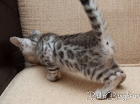 Bengal cat silber rosetted
